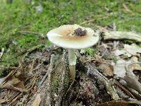 Amanita solaniolens image