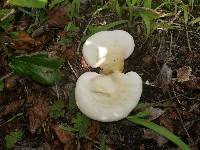 Ganoderma curtisii image