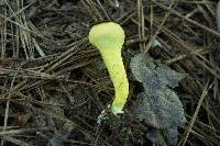 Pulveroboletus ravenelii image