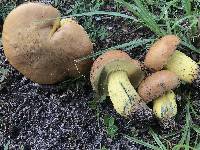 Boletus luridellus image