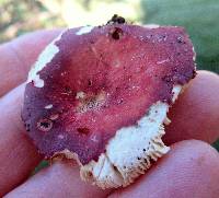 Russula mariae image