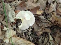 Boletus pallidus image