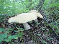 Boletus nobilis image