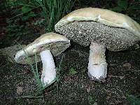 Boletus nobilis image