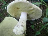 Boletus nobilis image