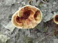 Coltricia cinnamomea image