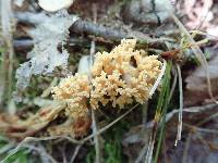 Ramaria aurea image