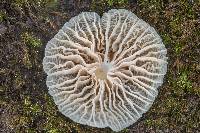 Heliomyces decolorans image