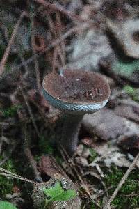 Tylopilus plumbeoviolaceus image