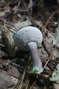 Tylopilus plumbeoviolaceus image