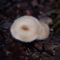 Lentinus swartzii image