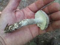 Amanita onusta image