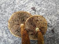 Hemistropharia albocrenulata image