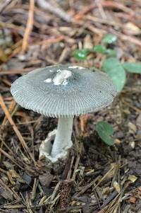Amanita sect. Vaginatae image