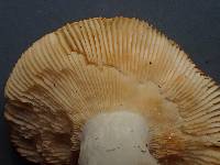 Russula lutea image