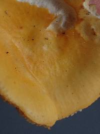 Russula lutea image