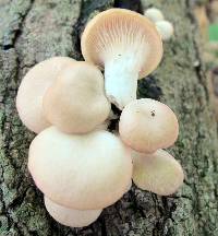 Pleurotus pulmonarius image