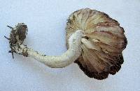 Marasmius nigrodiscus image