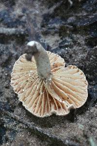 Lactarius subplinthogalus image