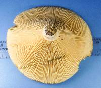 Lactifluus allardii image