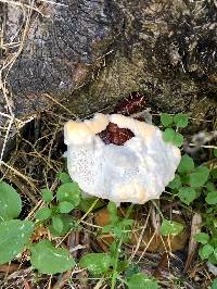 Ganoderma resinaceum image