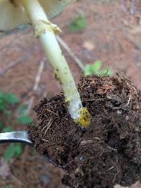 Amanita elongata image