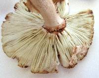 Amanita amerirubescens image