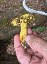 Pulveroboletus ravenelii image