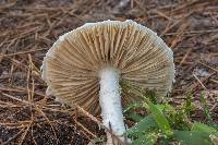 Amanita canescens image