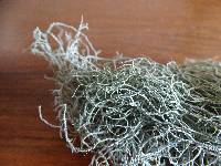 Usnea californica image