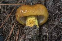 Russula mutabilis image