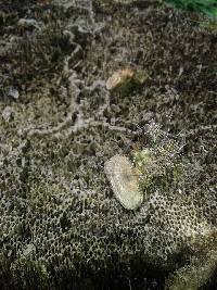 Rigidoporus lineatus image