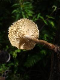 Lentinus crinitus image