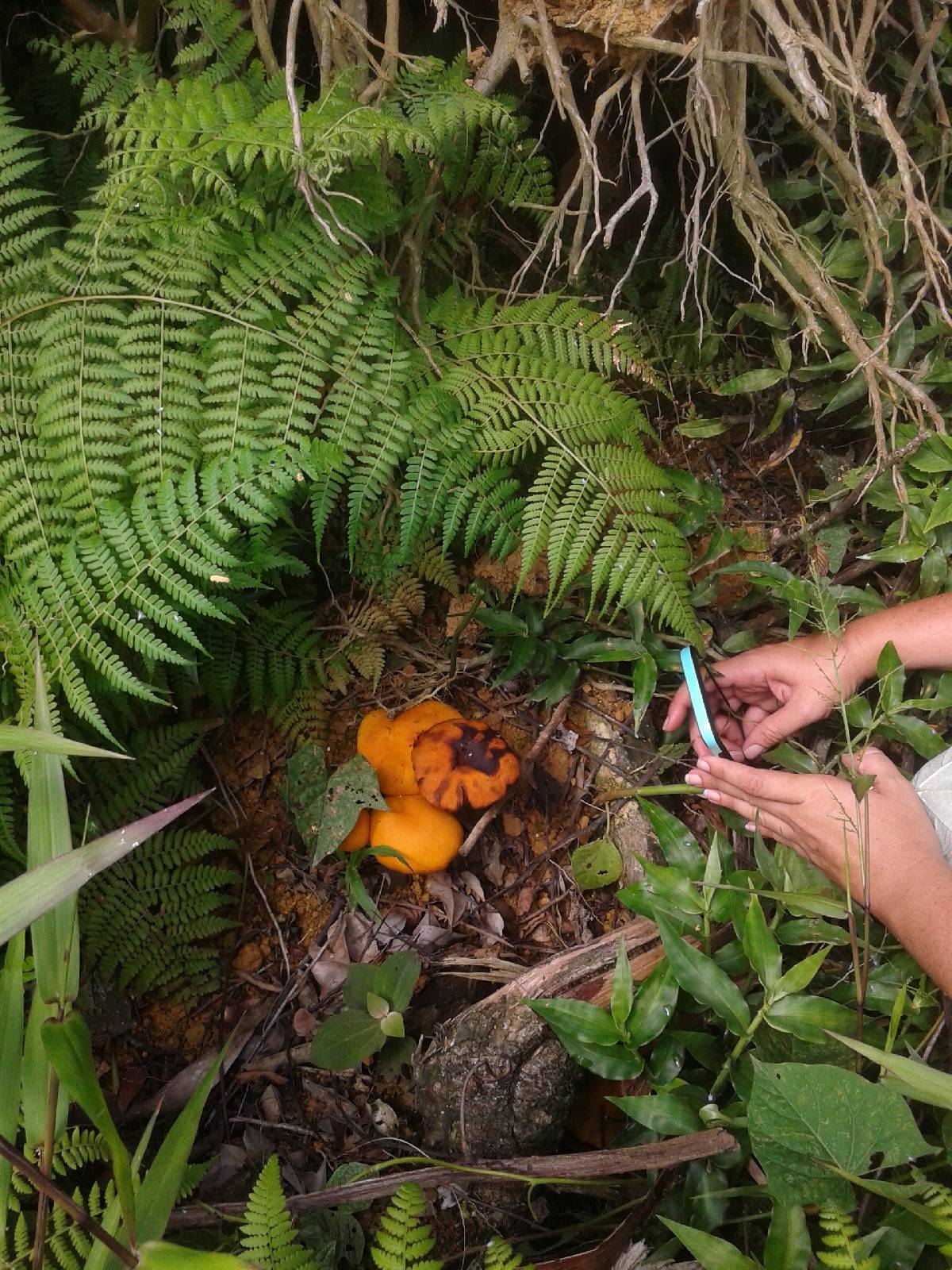 Gymnopilus imperialis image