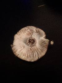 Russula decolorans image