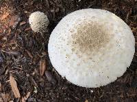 Amanita canescens image