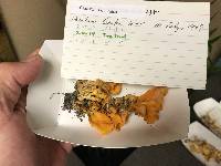 Craterellus odoratus image