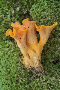 Craterellus odoratus image