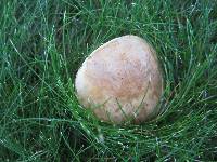 Gyroporus castaneus image