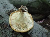 Polyporus craterellus image