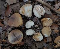 Lycoperdon pratense image