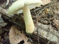 Russula pulverulenta image