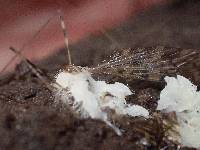 Eryniopsis caroliniana image