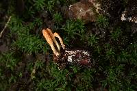 Cordyceps militaris image