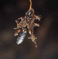 Ophiocordyceps sphecocephala image