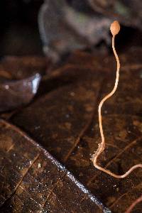 Ophiocordyceps sphecocephala image