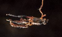 Ophiocordyceps sphecocephala image