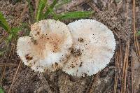 Amanita sect. Vaginatae image