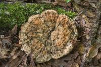 Laetiporus persicinus image