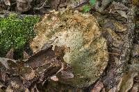 Laetiporus persicinus image